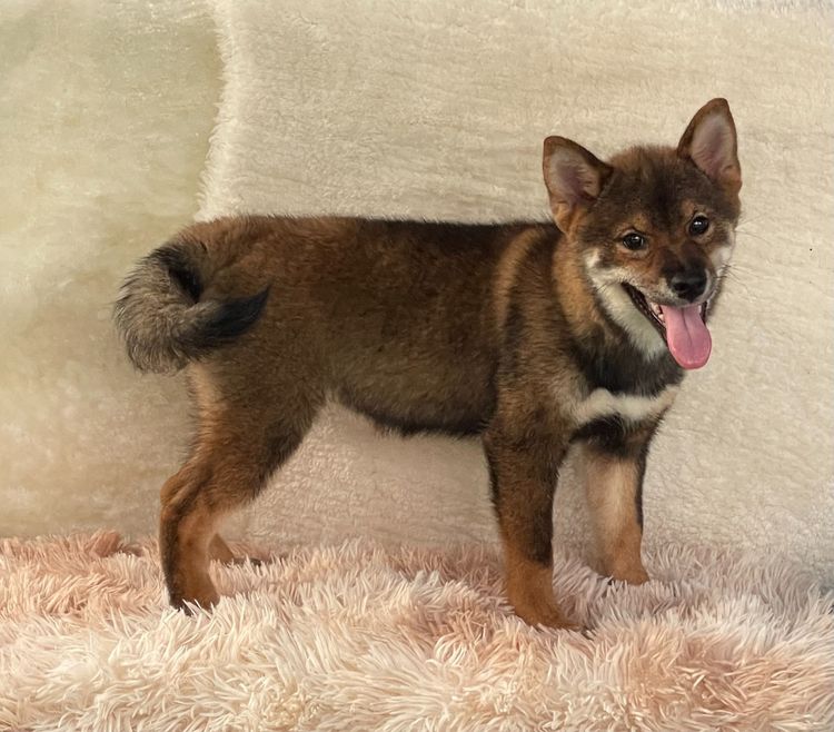 ชิบะแท้ มีใบเพ็ดเต็มใบ เพศเมีย1 รูปที่ 14