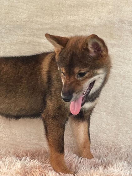 ชิบะแท้ มีใบเพ็ดเต็มใบ เพศเมีย1 รูปที่ 6