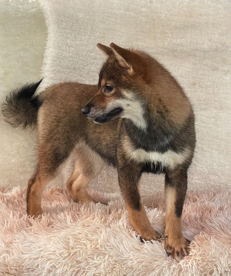 ชิบะแท้ มีใบเพ็ดเต็มใบ เพศเมีย1 รูปที่ 11