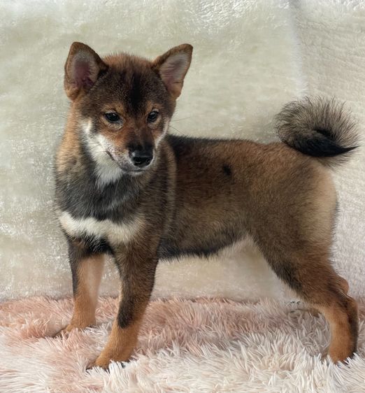 ชิบะแท้ มีใบเพ็ดเต็มใบ เพศเมีย1 รูปที่ 13