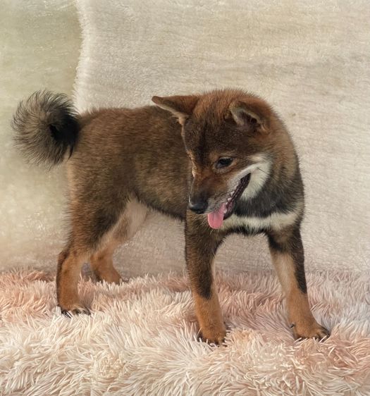 ชิบะแท้ มีใบเพ็ดเต็มใบ เพศเมีย1 รูปที่ 9