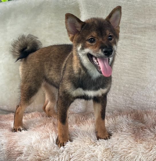 ชิบะแท้ มีใบเพ็ดเต็มใบ เพศเมีย1 รูปที่ 4