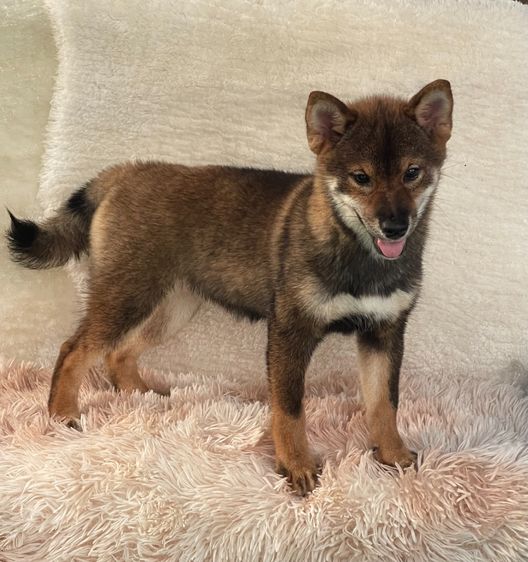 ชิบะแท้ มีใบเพ็ดเต็มใบ เพศเมีย1 รูปที่ 12