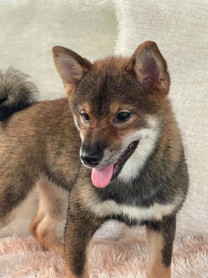 ชิบะแท้ มีใบเพ็ดเต็มใบ เพศเมีย1 รูปที่ 5