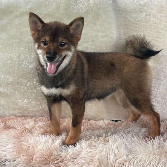 ชิบะแท้ มีใบเพ็ดเต็มใบ เพศเมีย1