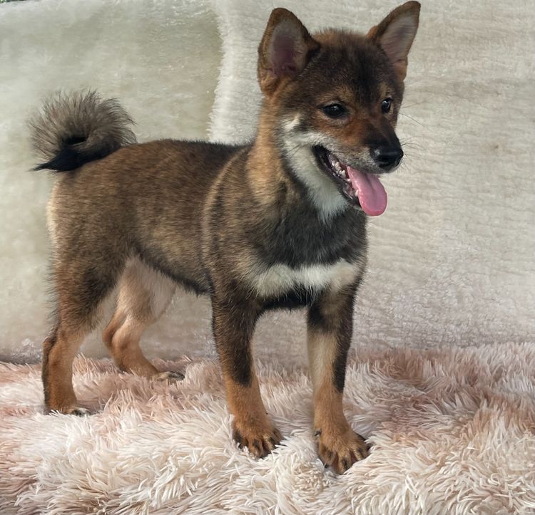 ชิบะแท้ มีใบเพ็ดเต็มใบ เพศเมีย1 รูปที่ 8