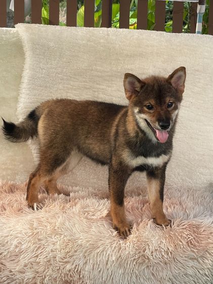 ชิบะแท้ มีใบเพ็ดเต็มใบ เพศเมีย1 รูปที่ 3