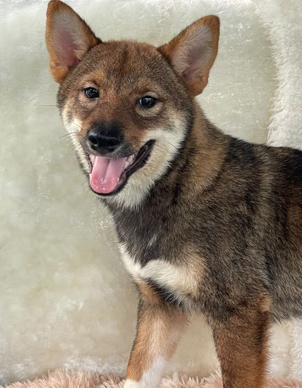 ชิบะแท้ มีใบเพ็ดเต็มใบ เพศผู้ รูปที่ 2