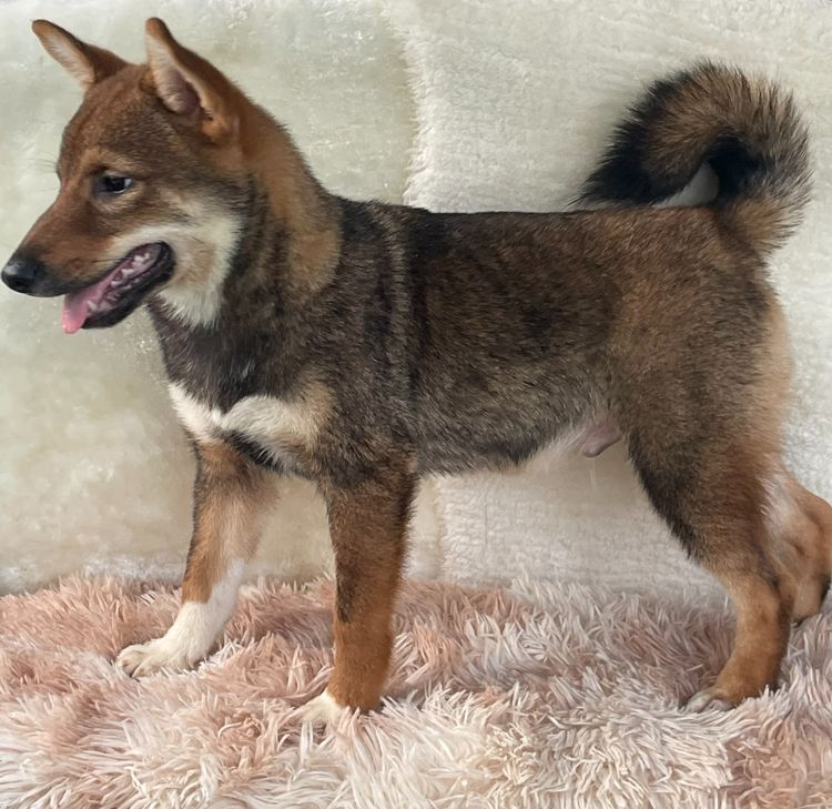 ชิบะแท้ มีใบเพ็ดเต็มใบ เพศผู้ รูปที่ 9