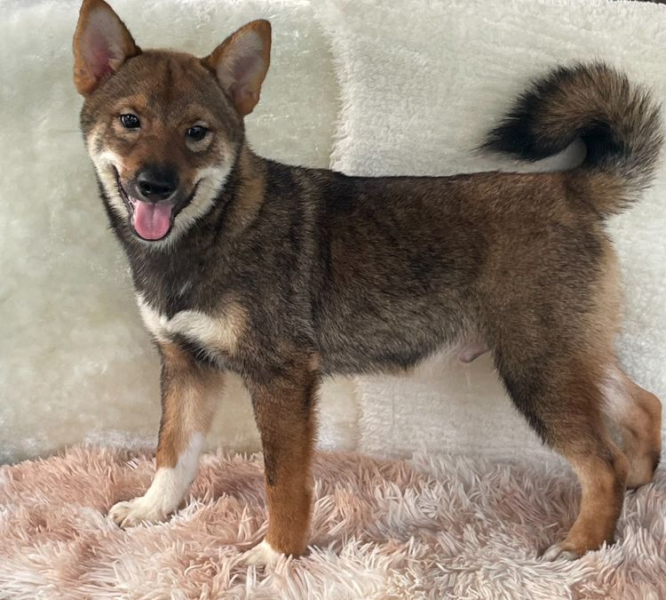 ชิบะแท้ มีใบเพ็ดเต็มใบ เพศผู้ รูปที่ 8