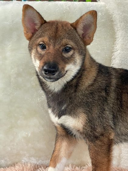 ชิบะแท้ มีใบเพ็ดเต็มใบ เพศผู้ รูปที่ 3