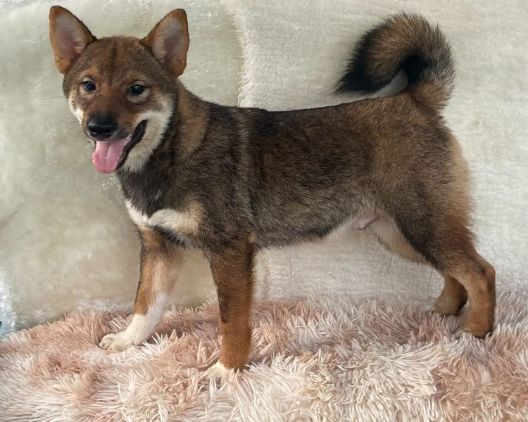 ชิบะแท้ มีใบเพ็ดเต็มใบ เพศผู้ รูปที่ 5