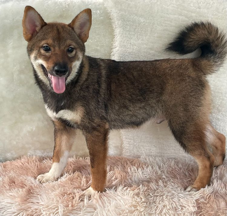 ชิบะแท้ มีใบเพ็ดเต็มใบ เพศผู้ รูปที่ 7