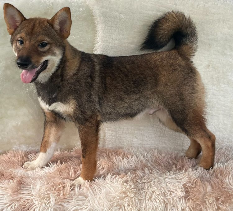 ชิบะแท้ มีใบเพ็ดเต็มใบ เพศผู้ รูปที่ 4