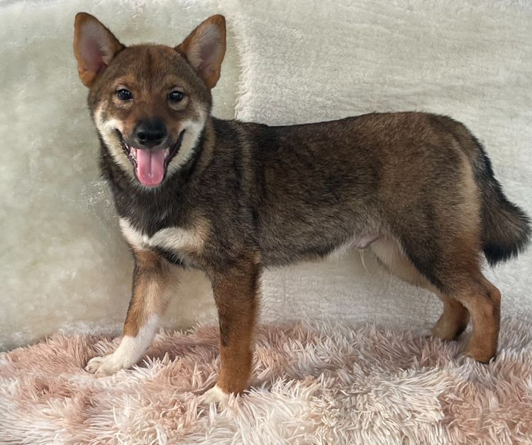 ชิบะแท้ มีใบเพ็ดเต็มใบ เพศผู้