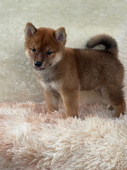 ชิบะแท้ มีใบเพ็ด เพศผู้ รูปที่ 5