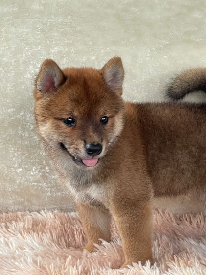 ชิบะแท้ มีใบเพ็ด เพศผู้ รูปที่ 14