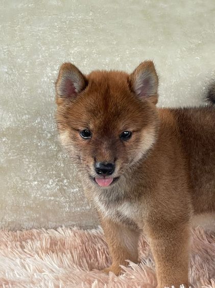 ชิบะแท้ มีใบเพ็ด เพศผู้ รูปที่ 16