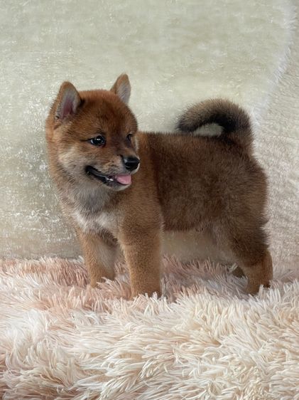 ชิบะแท้ มีใบเพ็ด เพศผู้ รูปที่ 6