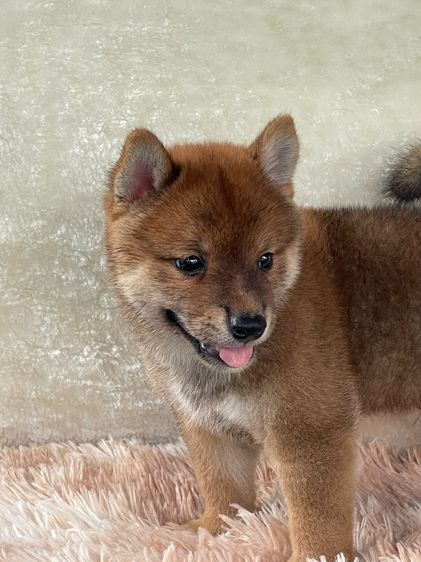 ชิบะแท้ มีใบเพ็ด เพศผู้ รูปที่ 15