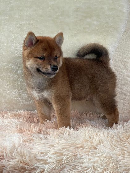 ชิบะแท้ มีใบเพ็ด เพศผู้