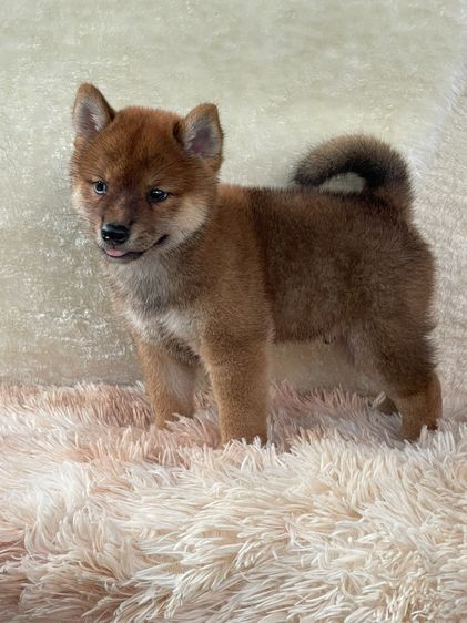 ชิบะแท้ มีใบเพ็ด เพศผู้ รูปที่ 9