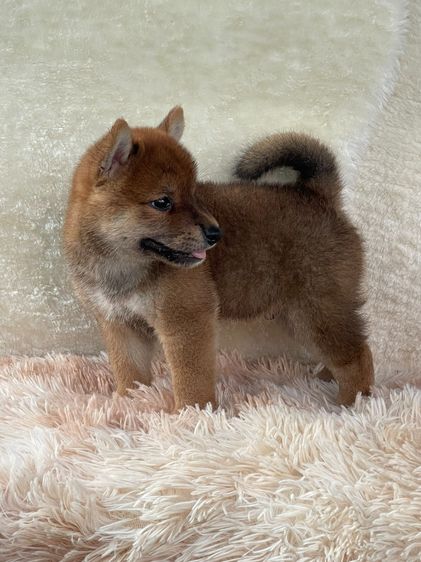 ชิบะแท้ มีใบเพ็ด เพศผู้ รูปที่ 10