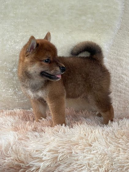 ชิบะแท้ มีใบเพ็ด เพศผู้ รูปที่ 11