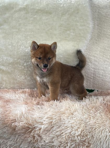 ชิบะแท้ มีใบเพ็ด เพศผู้ รูปที่ 2