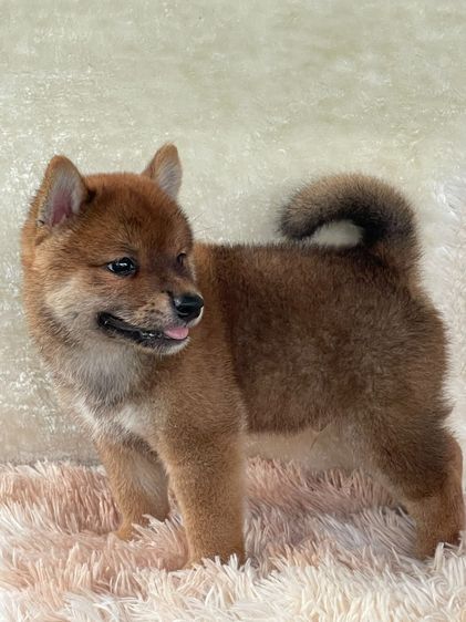 ชิบะแท้ มีใบเพ็ด เพศผู้ รูปที่ 17