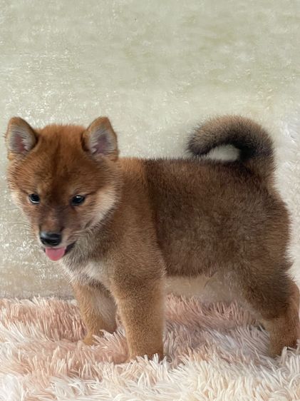 ชิบะแท้ มีใบเพ็ด เพศผู้ รูปที่ 18