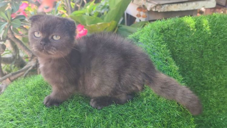 มันช์กิ้น (Munchkin) แมวมันช์กิ้น