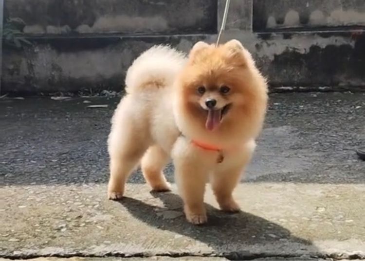 พ่อพันธ์แม่พันธ์  ปอมเมอเรเนียน รูปที่ 4