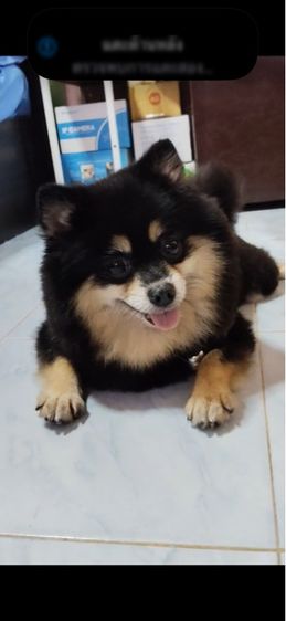 พ่อพันธ์แม่พันธ์  ปอมเมอเรเนียน รูปที่ 2