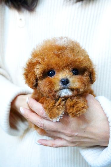ขายลูกสุนัข Maltipoo สี Red,White พาร์ตี้คัลเลอร์ หน้าตุ๊กตา นำเข้าจากเกาหลี พรีเมียม รูปที่ 2