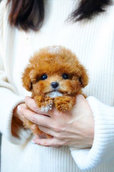 ขายลูกสุนัข Maltipoo สี Red,White พาร์ตี้คัลเลอร์ หน้าตุ๊กตา นำเข้าจากเกาหลี พรีเมียม รูปที่ 7