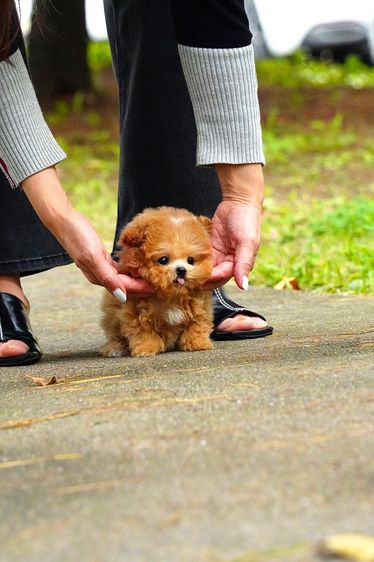 ขายลูกสุนัข Maltipoo สี Red,White พาร์ตี้คัลเลอร์ หน้าตุ๊กตา นำเข้าจากเกาหลี พรีเมียม รูปที่ 6