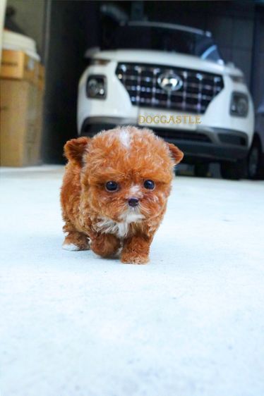 ขายลูกสุนัข Maltipoo สี Red,White พาร์ตี้คัลเลอร์ หน้าตุ๊กตา นำเข้าจากเกาหลี พรีเมียม รูปที่ 3
