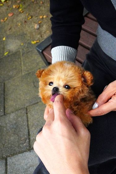 ขายลูกสุนัข Maltipoo สี Red,White พาร์ตี้คัลเลอร์ หน้าตุ๊กตา นำเข้าจากเกาหลี พรีเมียม