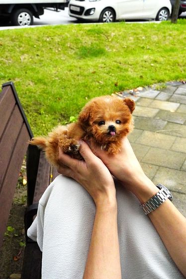 ขายลูกสุนัข Maltipoo สี Red,White พาร์ตี้คัลเลอร์ หน้าตุ๊กตา นำเข้าจากเกาหลี พรีเมียม รูปที่ 4