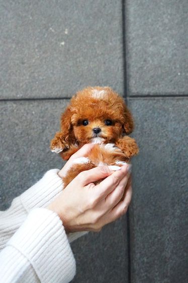 ขายลูกสุนัข Maltipoo สี Red,White พาร์ตี้คัลเลอร์ หน้าตุ๊กตา นำเข้าจากเกาหลี พรีเมียม รูปที่ 5