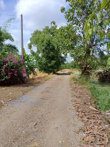  บ้านสวนรังสิตคลอง 9 ถมแล้ว 1.5 ล้าน มีคลอง ผลไม้เต็มสวน พร้อมปลูกบ้าน รูปที่ 4