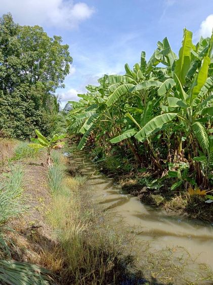  บ้านสวนรังสิตคลอง 9 ถมแล้ว 1.5 ล้าน มีคลอง ผลไม้เต็มสวน พร้อมปลูกบ้าน