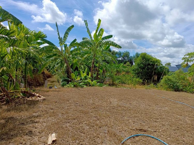  บ้านสวนรังสิตคลอง 9 ถมแล้ว 1.5 ล้าน มีคลอง ผลไม้เต็มสวน พร้อมปลูกบ้าน รูปที่ 2