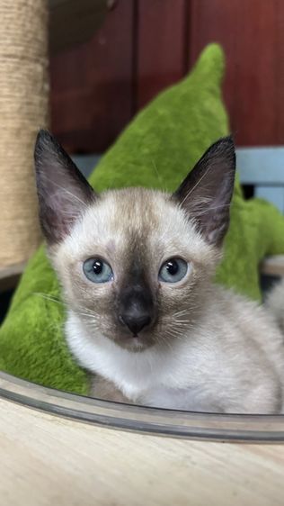 แมววิเชียรมาศแท้ รูปที่ 6