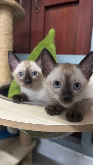 แมววิเชียรมาศแท้ รูปที่ 9