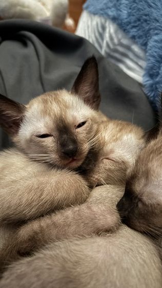 แมววิเชียรมาศแท้ รูปที่ 4