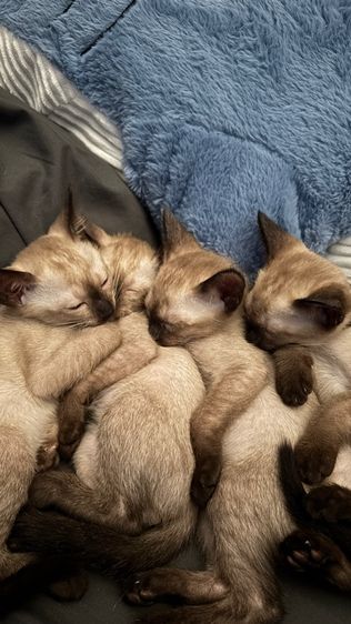 แมววิเชียรมาศแท้ รูปที่ 5