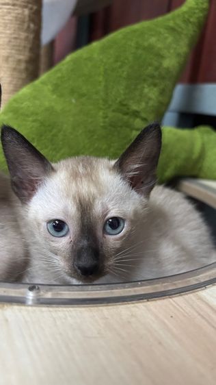 แมววิเชียรมาศแท้ รูปที่ 7