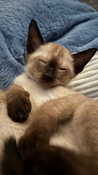 แมววิเชียรมาศแท้ รูปที่ 2